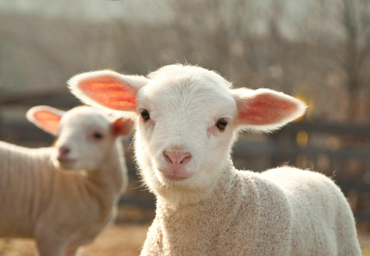 https://snund.am/public/storage/media/shutterstock_97268789 - lamb looking at camera - web size-1277x884_1754570459.jpg